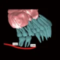 RAY 5D Solution